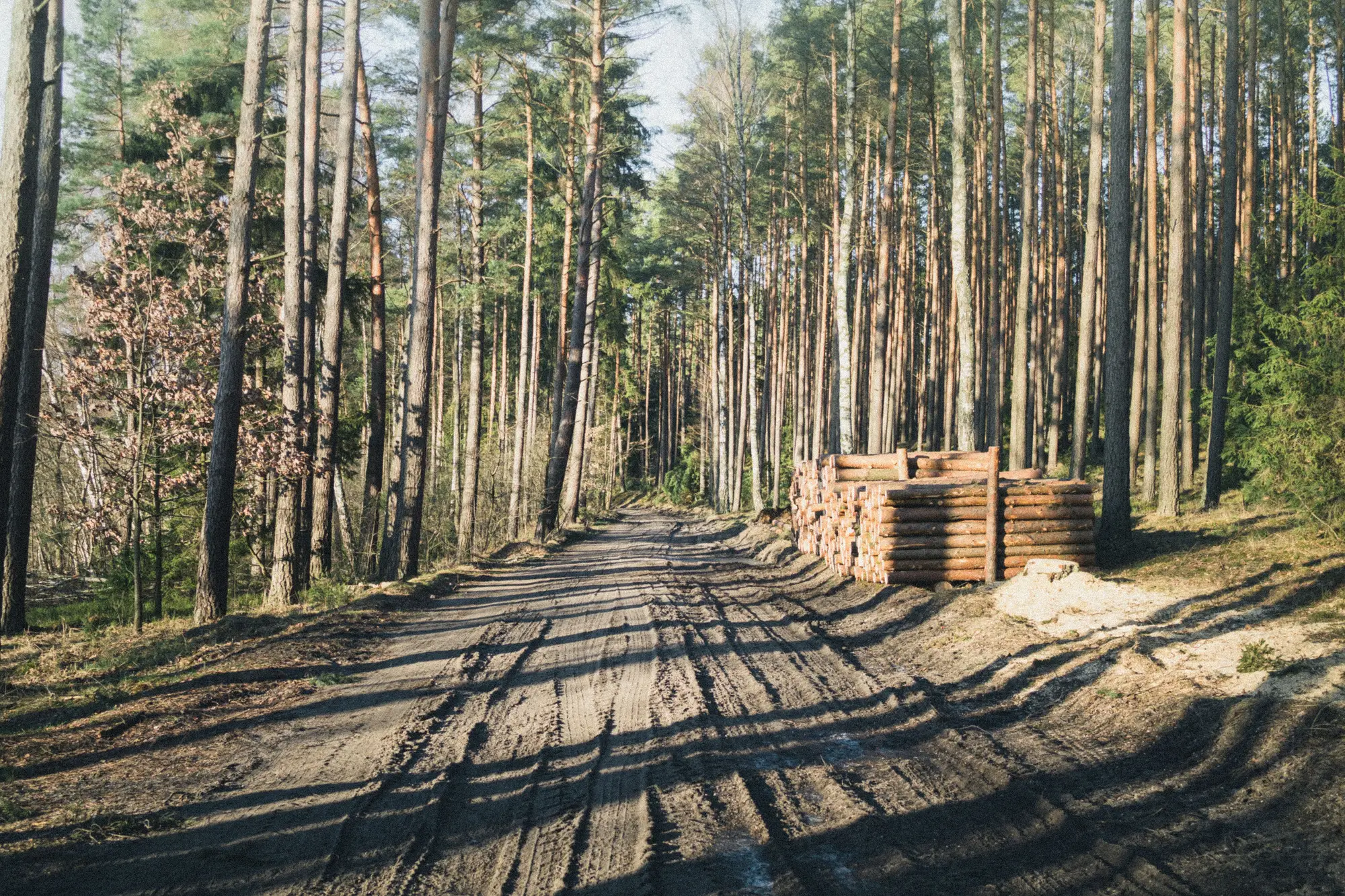 A sandy haul road through pine forest, fresh tyre ruts in the surface and a stack of cut logs at the verge